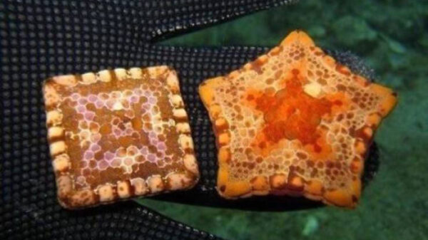 Een aantal zeldzame dingen die je niet heel vaak ziet