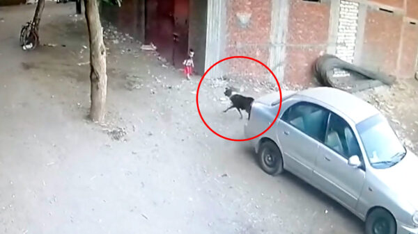 Stenengooiend kind aangevlogen door hond; kat zet de tegenaanval in