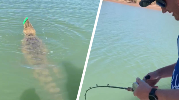 Australische visser heeft een joekel van een krokodil aan zijn lijn