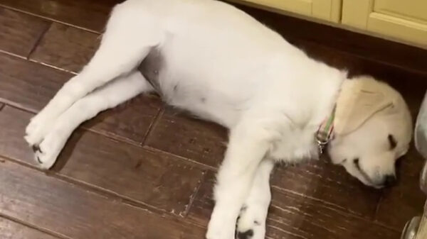 Pleurt op stomme robot, ik lig hier te maffen