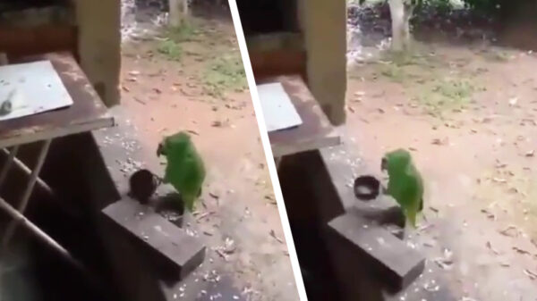 Hey hallo, even opletten gek, ik heb honger!