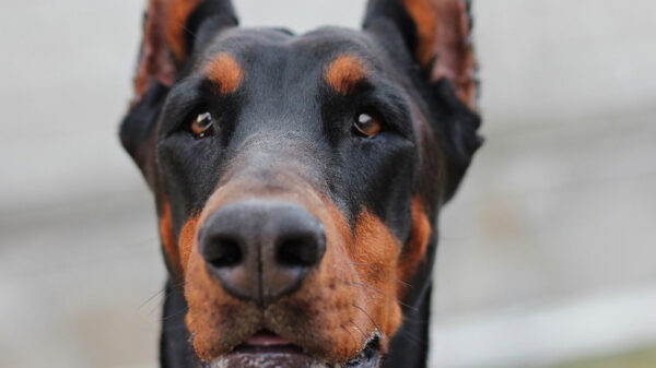 Waakse dobermann lanceert slang een miljoenmiljard kilometer de ruimte in