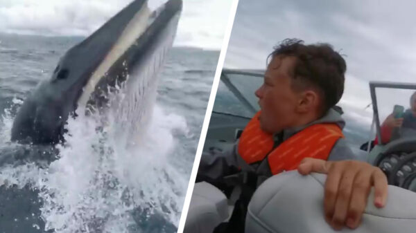 Vissers schijten zeven kleuren nadat dit joekel even hoi komt zeggen