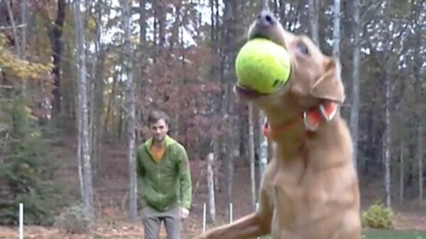 Steven Spielberg-wannabe krijgt in slow motion een hond voor zijn bakkes