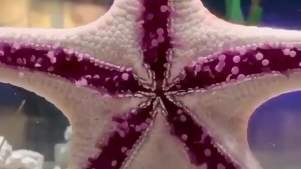 Al eens een zeester voorbij zien wandelen?