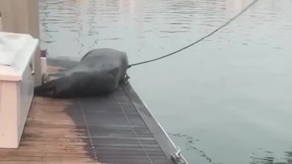 Zo, eens even dit schattige hondje aaien