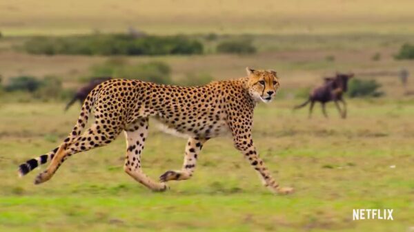 Netflix toont eerste trailer van vette UHD-natuurdocu "Our Planet"
