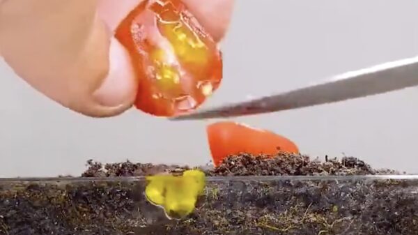 Zo kweek je thuis je eigen tomatenplant!