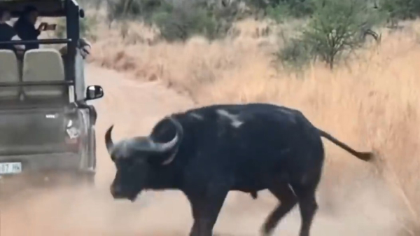 Buffel ramt safari-jeep als hij wordt aangevallen door een groepje leeuwen