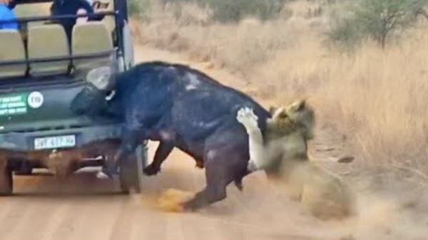 Buffel ramt safari-jeep als hij wordt aangevallen door een groepje leeuwen