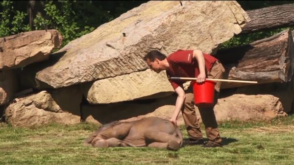 Olifantje moet gewekt worden na een iets té gezellige VrijMiBo