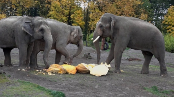 Feelgood op je bakkes: olifanten eten en pletten reusachtige pompoenen