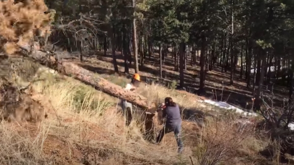 Omgezaagde boomstam maakt een smerige overtreding op houthakker