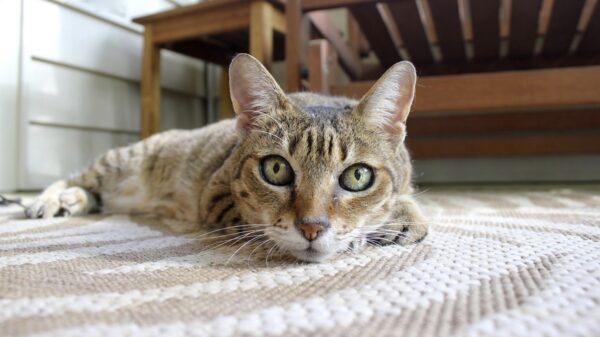 Kat geeft tikkie, hond krijgt kortsluiting in z'n bovenkamer