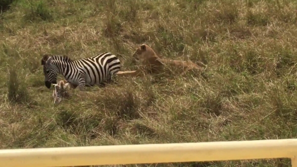 Moeder Zebra redt haar kind van leeuw-aanval met een Bruce Lee-kick