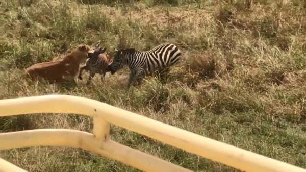 Moeder Zebra redt haar kind van leeuw-aanval met een Bruce Lee-kick