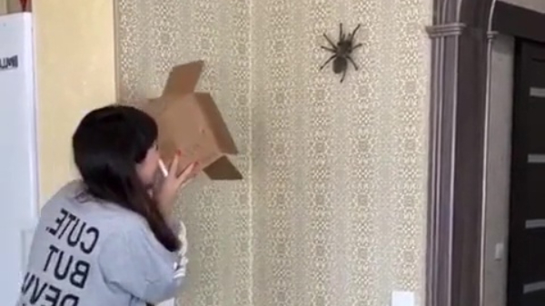 Spinnetje laat zich niet zomaar vangen