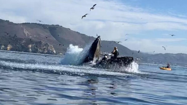 Kayakkers worden "opgevroten" door bultrugwalvis en kunnen het navertellen