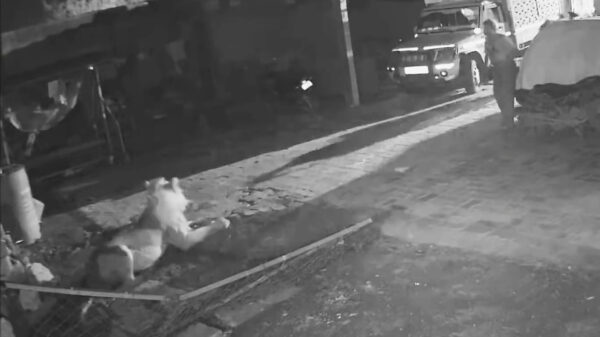 Stoere boer jaagt hongerige leeuw van zijn erf af