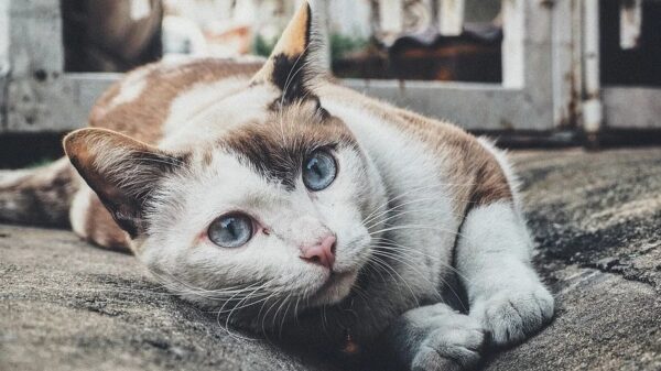 Gadverdamme, wat een vieze poes