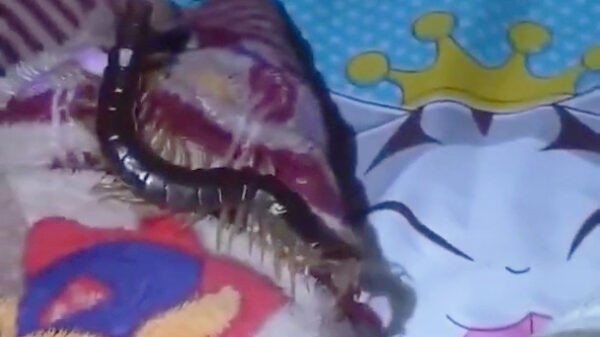 Vandaag in de categorie "dingen die je niet in je bed wil vinden": de duizendpoot