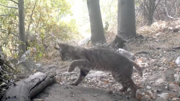 Dappere lynx neemt het op tegen een agressieve ratelslang