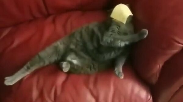 Help, mijn kat is stuk!