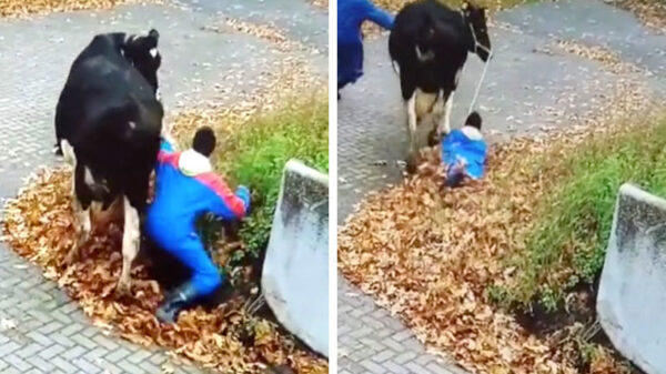 De praktijkles met koeien lopen verliep bij Barneveld niet helemaal soepel