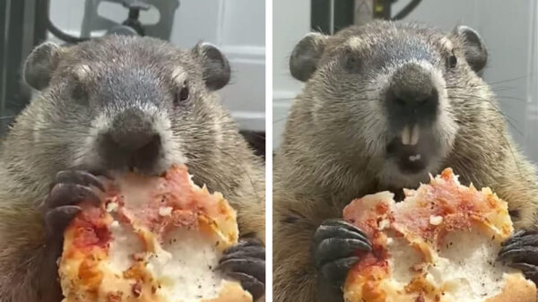 Bosmarmot geeft zero fux om toekijkende honden en vreet rustig zijn pizza