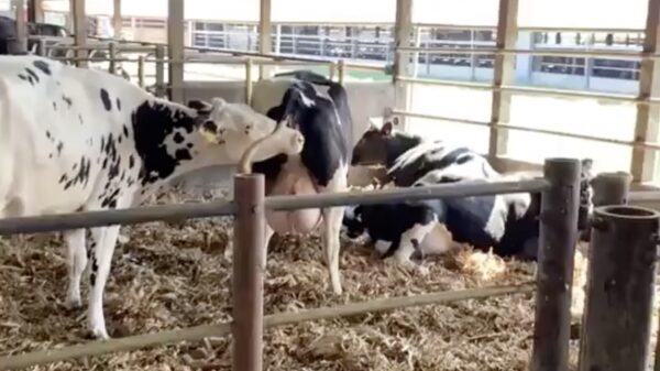 Wel eens koeien een vunzig privéfeestje zien houden?