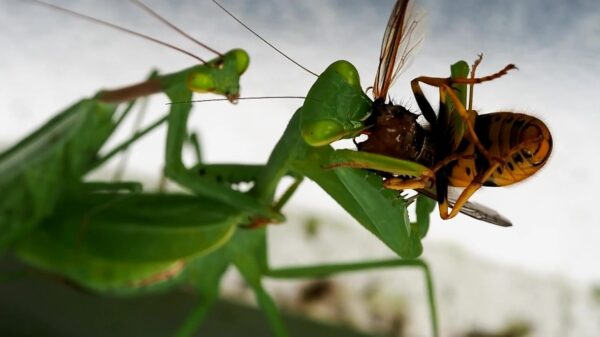Bidsprinkhaan snackt op een lekkere wesp terwijl ze stevig wordt genomen