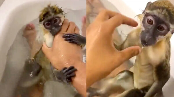 Twee apen genieten van een warm bad op de dinsdagochtend