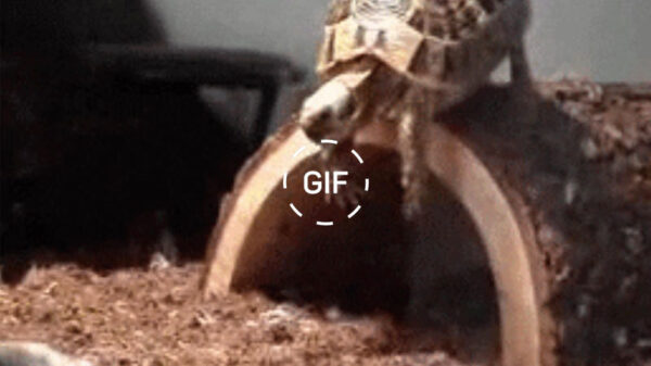 Een dump met 26 lekkere failgifs, gewoon omdat het weekend is