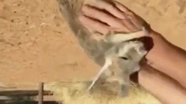 ëıןɐɹʇsnɐ uı uǝssnʇɹǝpuo