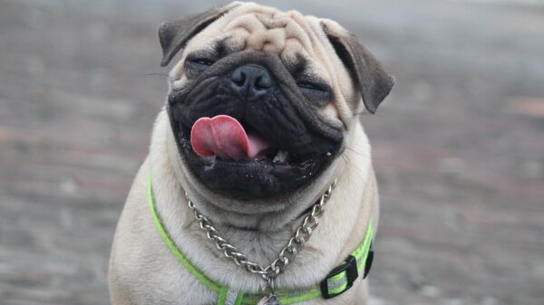 We kunnen wel zeggen dat rashonden behoorlijk zijn doorgefokt