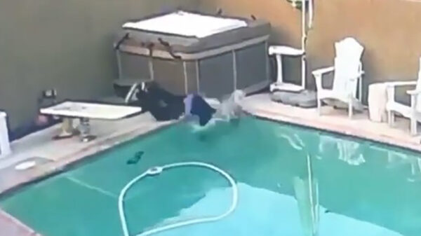 Wist je dat een Franse Bulldog niet kan zwemmen?