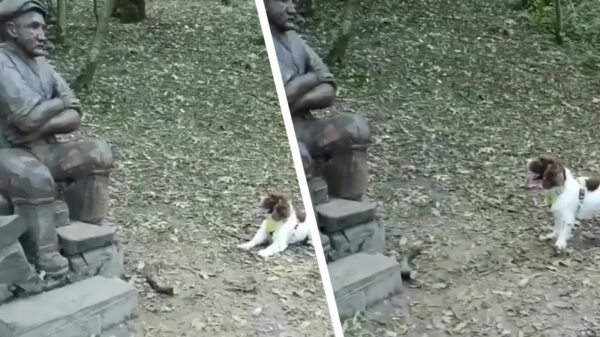 Man met hart van steen weigert om met hondje te spelen