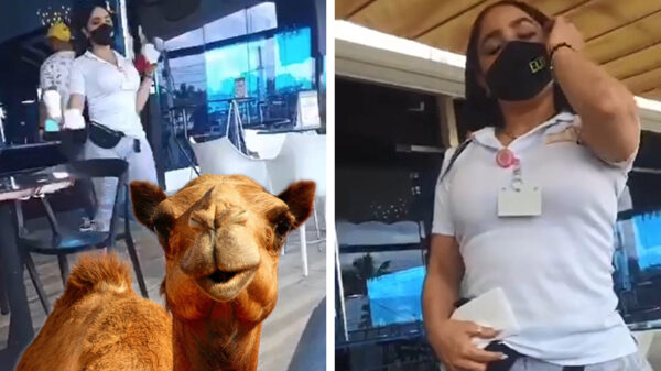 Dominicaanse kamelenteenserveerster zorgt ervoor dat we het terras écht missen