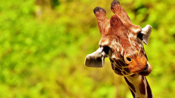 Een giraffe stoot zich niet 2x aan dezelfde auto...