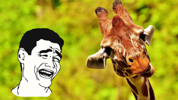 Een giraffe stoot zich niet 2x aan dezelfde auto...