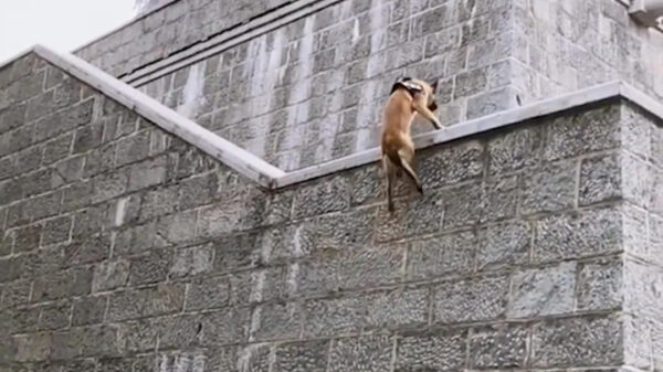 Ooit geweten dat Mechelse herders verdomd goeie parkourhonden zijn?