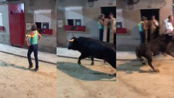 Ontsnapte Portugees wordt door stier hard over hekje terug gebeukt