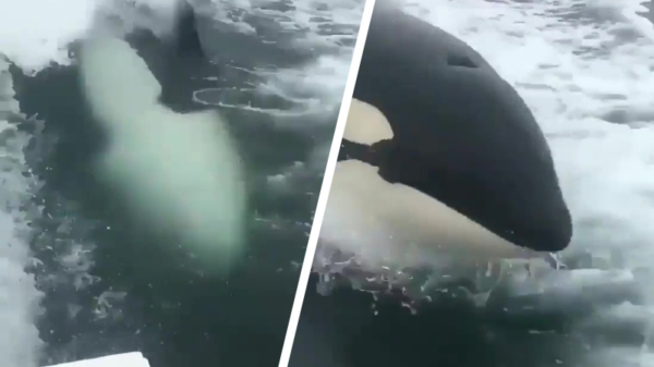 Ooit al eens een orka in de achtervolging gezien?
