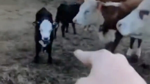 Luisteren, stelletje koeien, anders zwaait er wat!