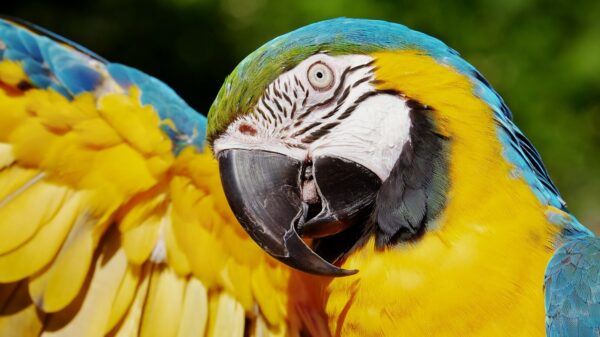 Wie zei ook alweer dat papegaaien best slim waren?