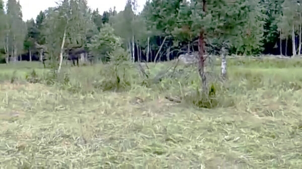 Oude doos: de edele kunst van het camoufleren