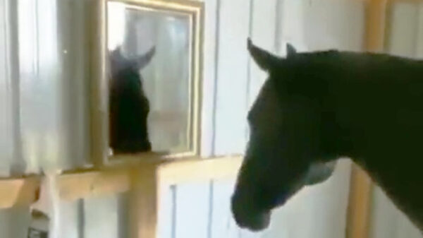 Verdomme, die lilleke paardenkop is ook altijd in de buurt