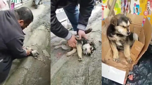 Held van de dag reanimeert en redt husky van de dood