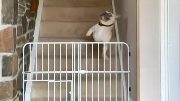 Franse Bulldog springt elegant over het traphekje