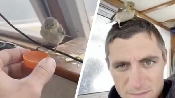 Stoere schipper redt vogeltje en heeft er een nieuwe BFF bij